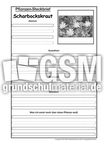 Pflanzensteckbrief-Scharbockskraut-SW.pdf